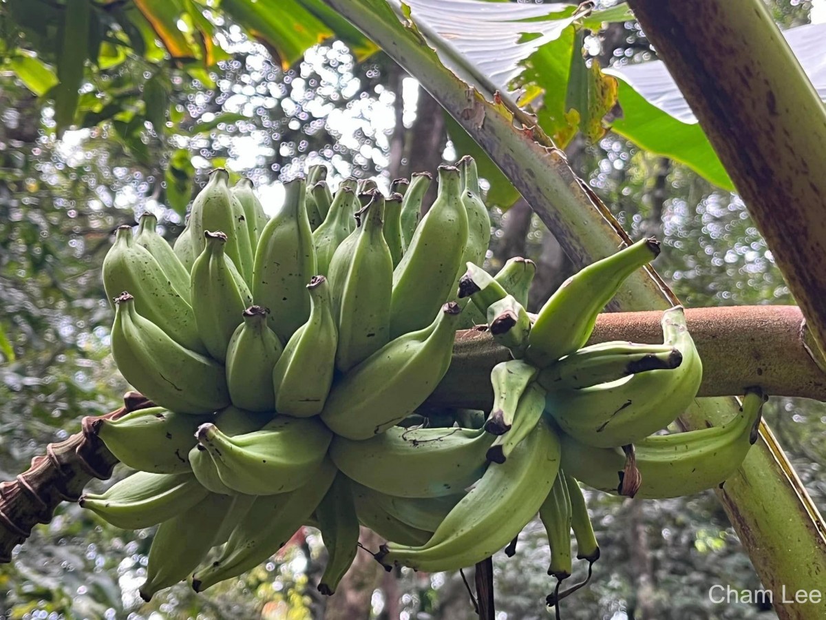 Musa acuminata Colla